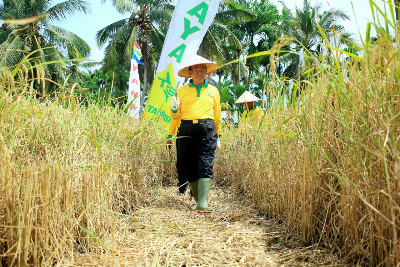 Bupati Bertekad Kembalikan Inhil Sebagai Lumbung Beras di Provinsi Riau      