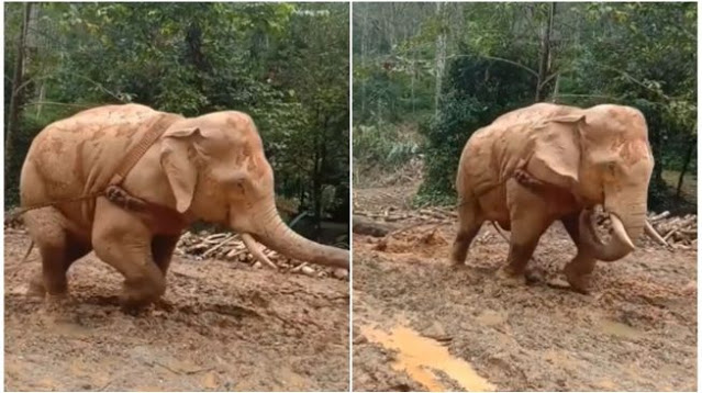 Gajah Angkut Pohon Kayu di Hutan, Publik Geram: Tak Punya Hati!