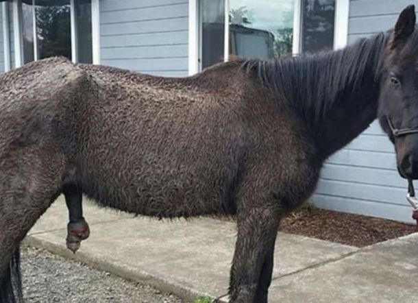 Derita Penyakit, Kuda Gugat Pemiliknya Rp1,3 Miliar