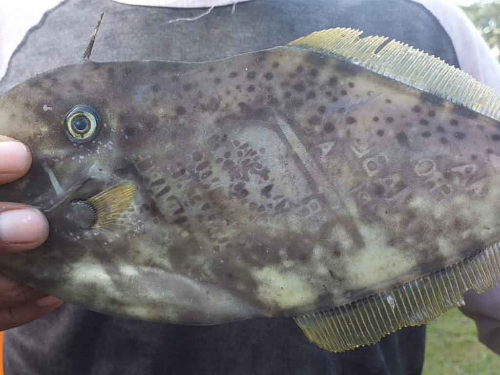 Warga Temukan Ikan Bertato Ambon Terbalik