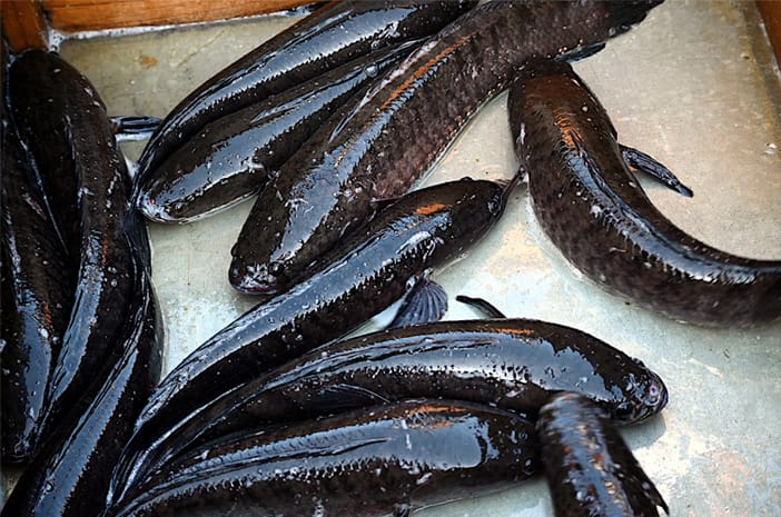 Pemkab Siak Dorong Produk Ikan Gabus, Menjadi Bagian dari UMKM