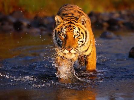 Kasus Kematian Harimau Sumatera di Riau Menurun
