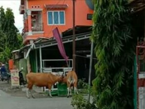 Ternak Sapi Liar Tak Bertuan, Kembali Jadi Fokus Sorotan Warga Selayar