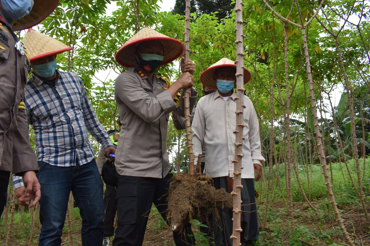 Kapolres Tanjungpinang Blusukan di Kampung Tangguh Nusantara dan Panen Raya Ketahanan Pangan