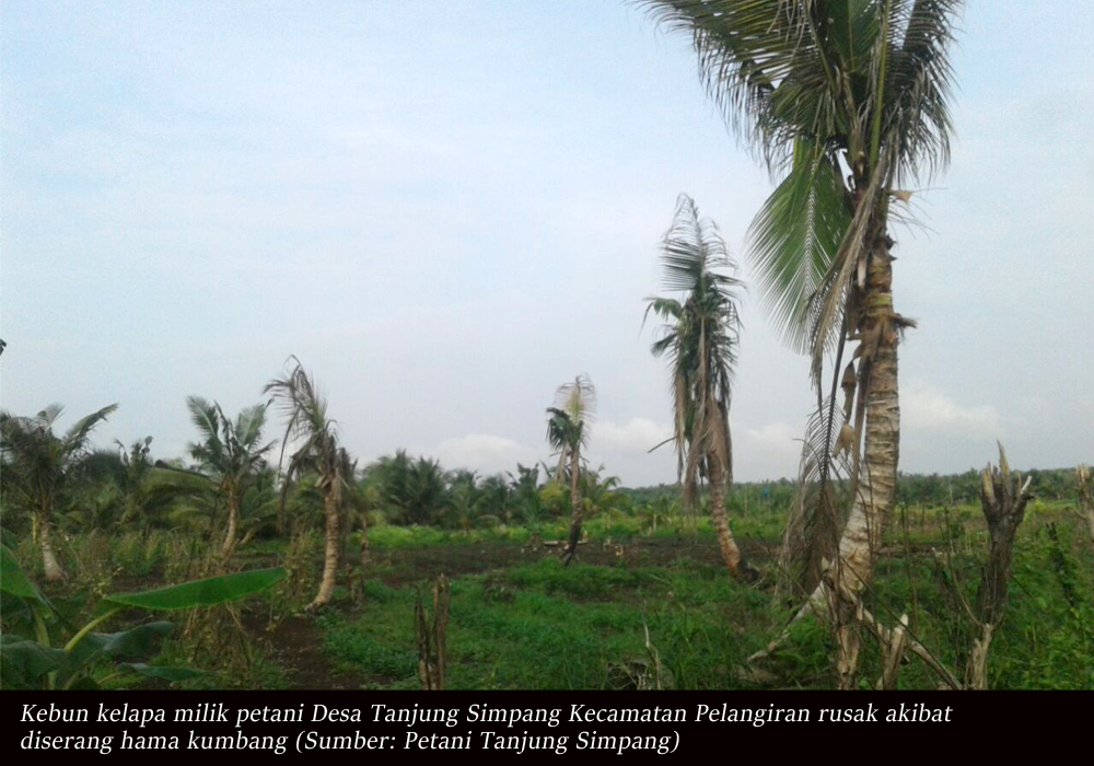 15 Ribu Batang Lebih Kebun Kelapa Rusak, Petani Desa Tanjung Simpang Tuntut PT THIP Bertanggung Jawab