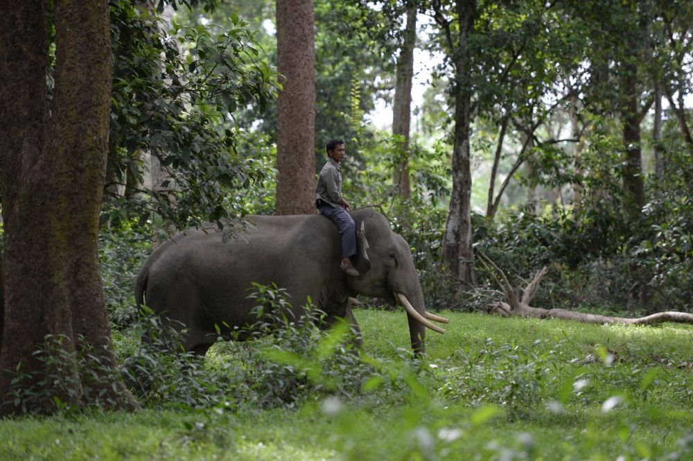 Balai TN Tesso Nilo dan BBKSDA Riau Terus Lakukan Penanganan Konflik Gajah