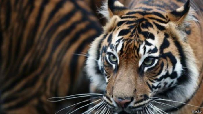 Mitos Obat Kuat Ancam Populasi Harimau Sumatera