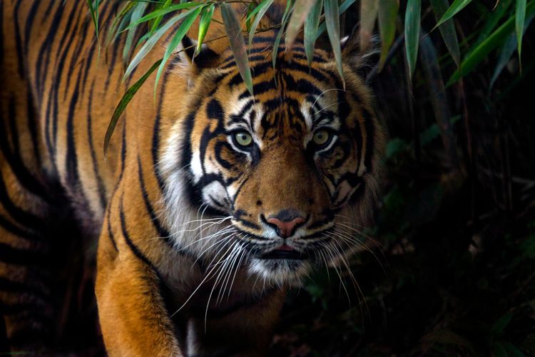 Harimau Mangsa Sejumlah Kambing di Siak, Warga Khawatir