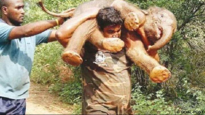 Laki-laki Ini Memanggul Bayi Gajah yang Lemah Bertemu Induknya