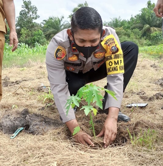 Polsek Koto Gasib Tanam Pepaya Bersama Poktan Subur Jaya di Pangkalan Pisang