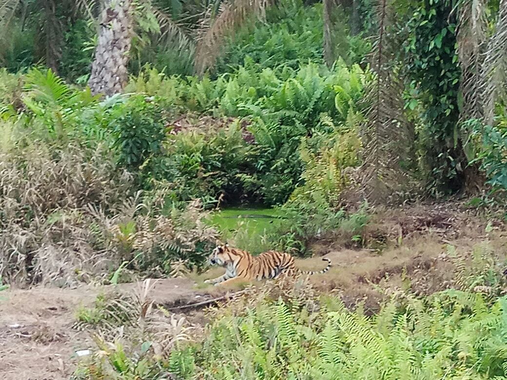 Harimau Sumatera Tertangkap Kamera, Pemangsa Jumiati?