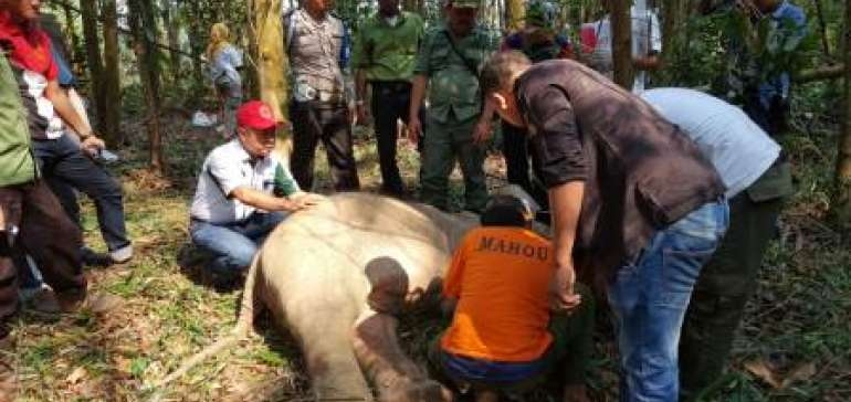 Terkena Terjerat Babi, Anak Gajah Liar Terpaksa Dievakuasi