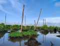 Jelang LBP ke Inhil, Merusak atau Menyelamatkan Ekosistem Mangrove?