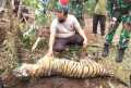 Harimau Sumatera Ditemukan Mati Terjerat di Bengkalis
